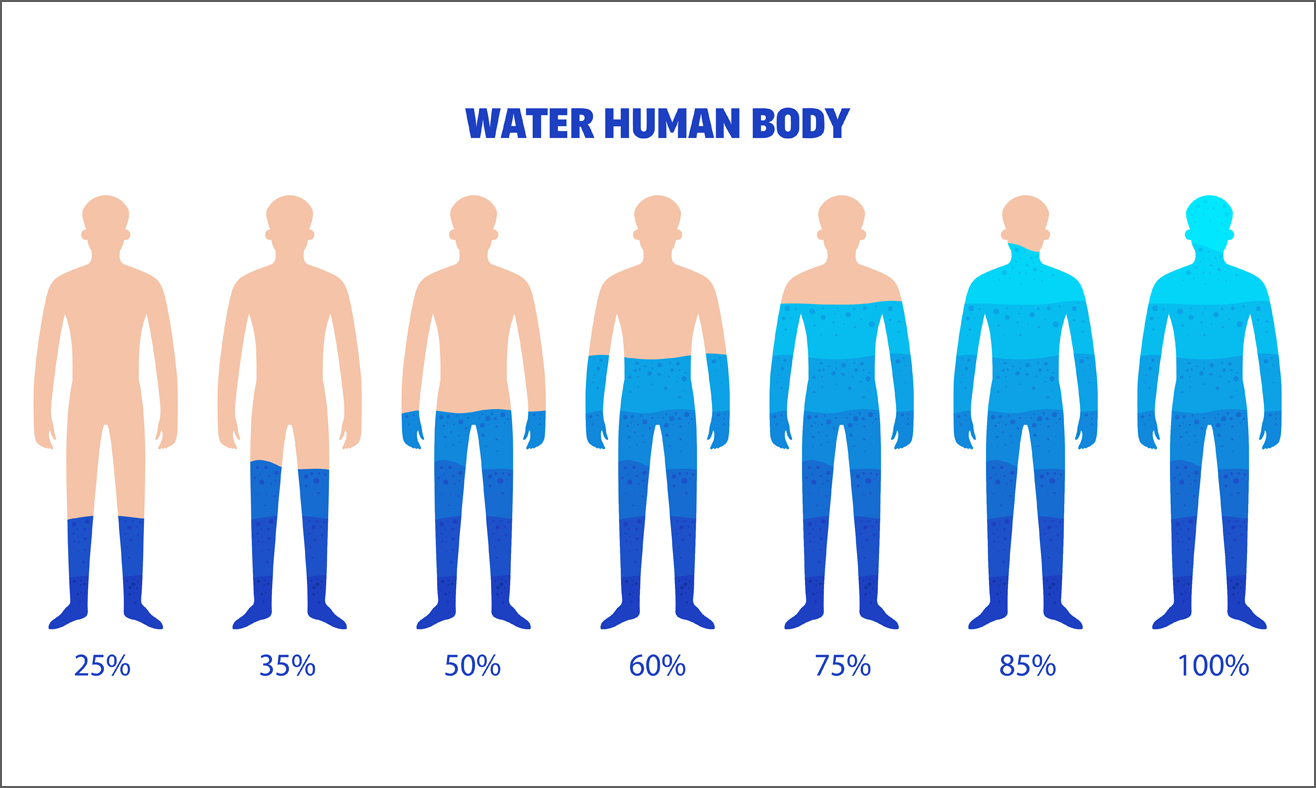 water flow in the human body